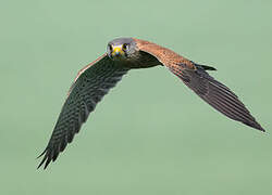 Common Kestrel