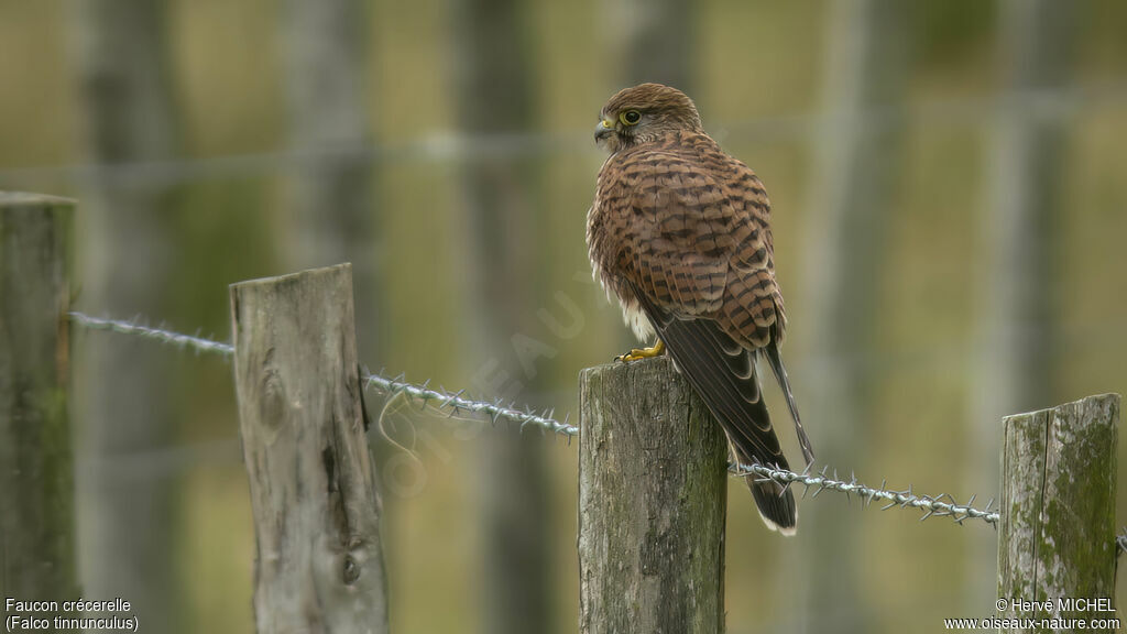 Faucon crécerelle