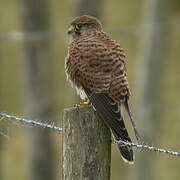 Common Kestrel