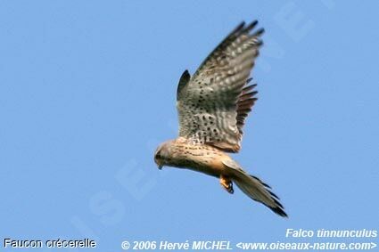 Common Kestrel male adult breeding