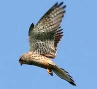 Common Kestrel