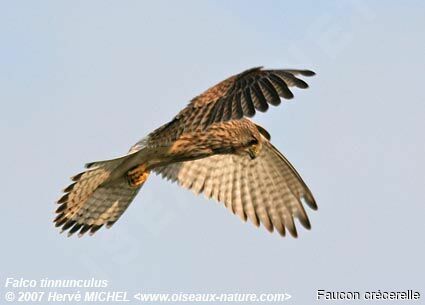 Common Kestrel female adult