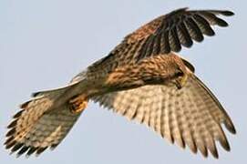 Common Kestrel