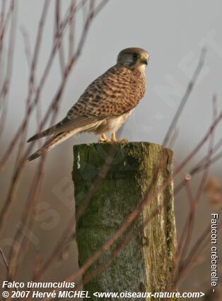 Common Kestrel female adult