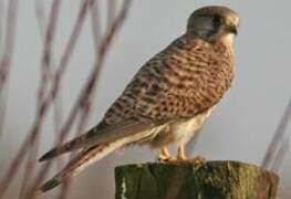 Common Kestrel