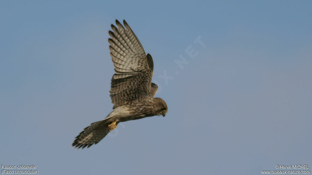 Common Kestrel female adult