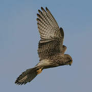 Common Kestrel