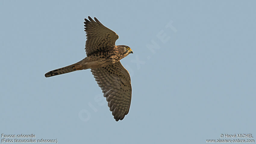 Common Kestrel