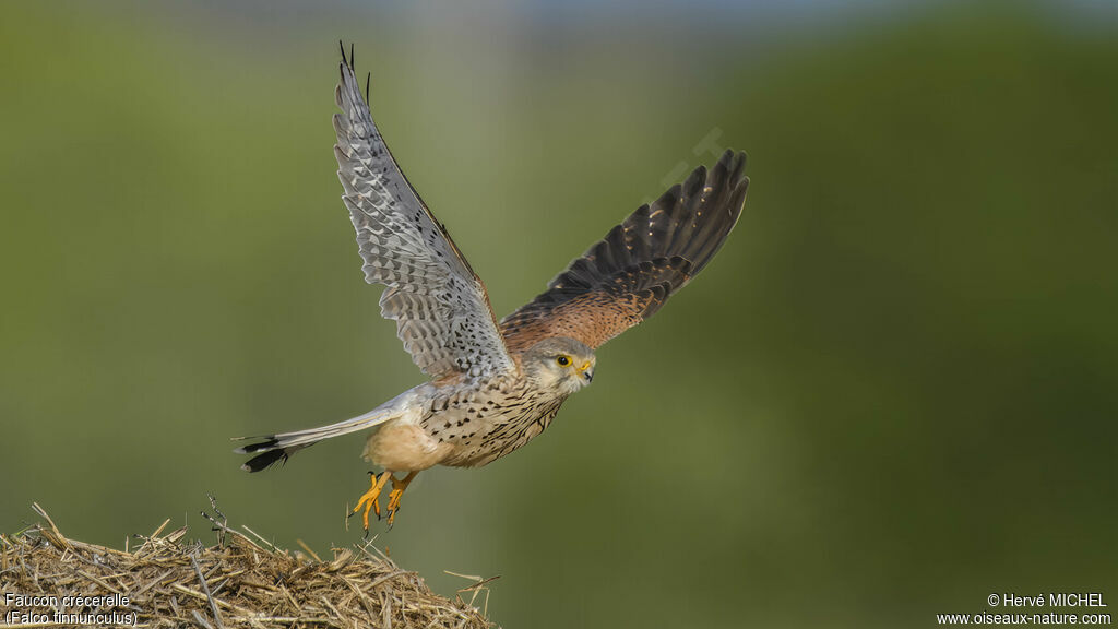 Common Kestrel male adult