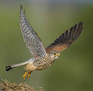 Common Kestrel