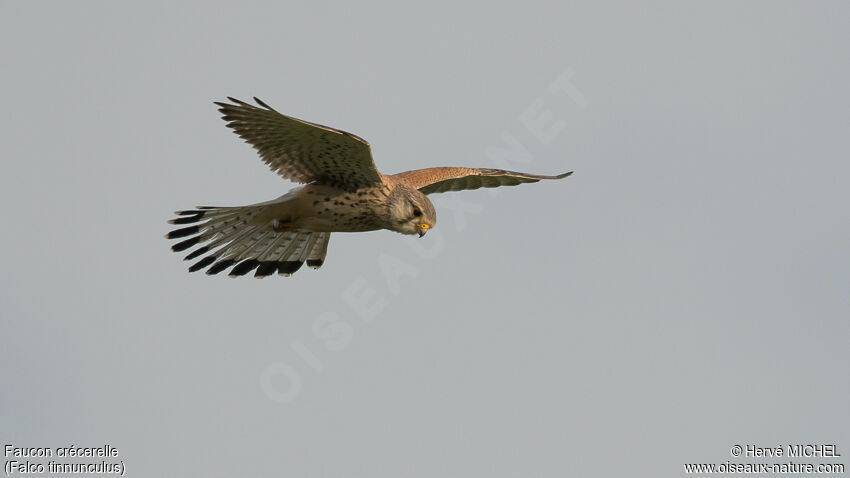 Common Kestrel male adult