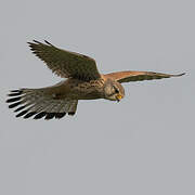 Common Kestrel