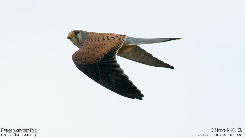 Common Kestrel male adult