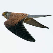 Common Kestrel