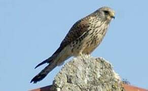 Lesser Kestrel