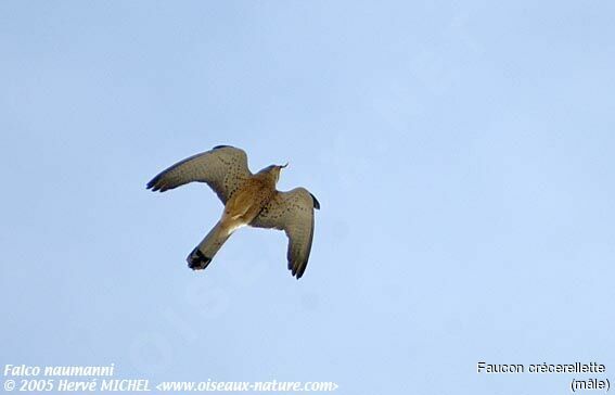 Lesser Kestrel