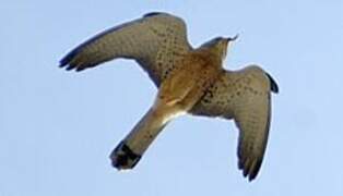 Lesser Kestrel