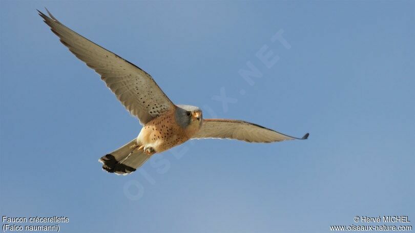 Lesser Kestrel male adult breeding