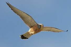 Lesser Kestrel