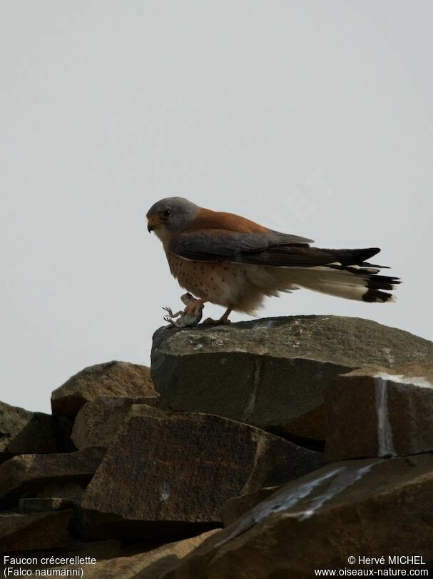 Lesser Kestrel male adult breeding