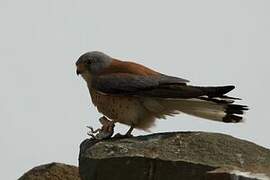 Lesser Kestrel