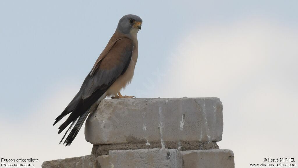 Lesser Kestrel male adult breeding