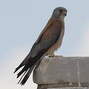 Lesser Kestrel