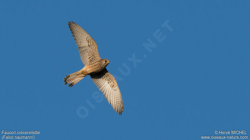 Lesser Kestrel female adult