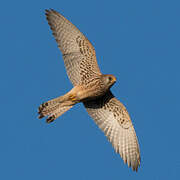 Lesser Kestrel