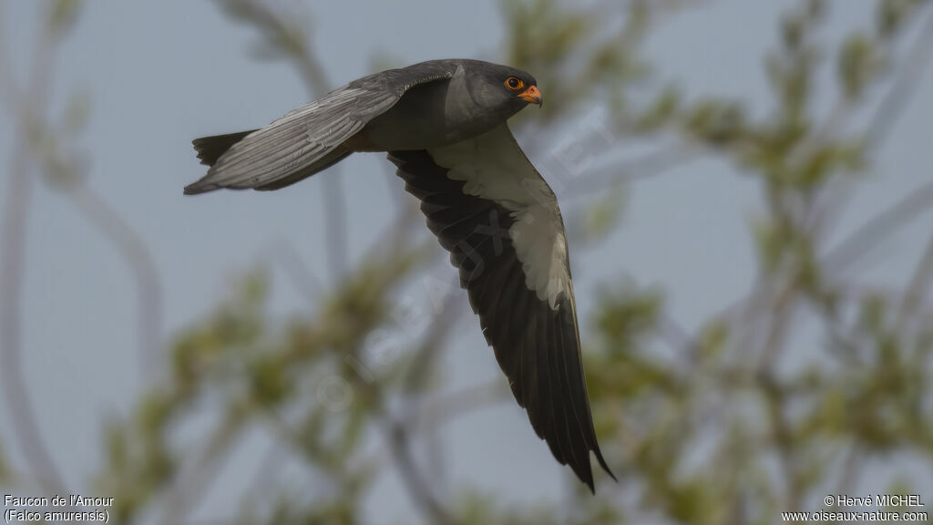 Amur Falcon male adult