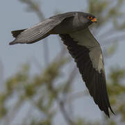 Amur Falcon