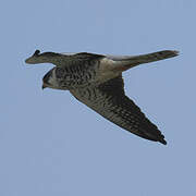 Amur Falcon