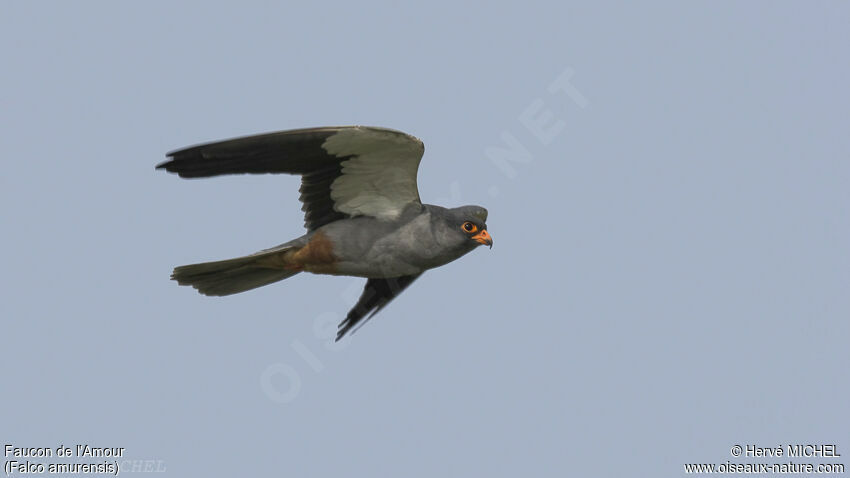 Amur Falcon male adult