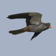 Amur Falcon