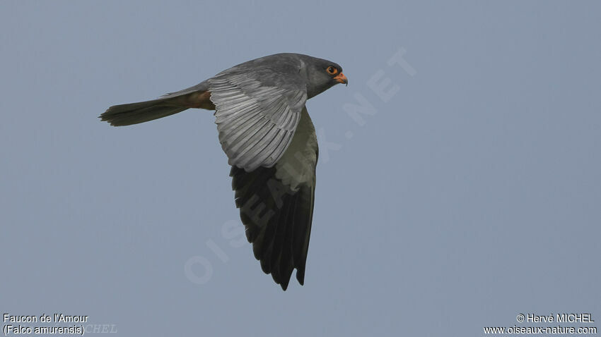 Amur Falcon