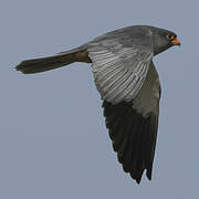 Amur Falcon