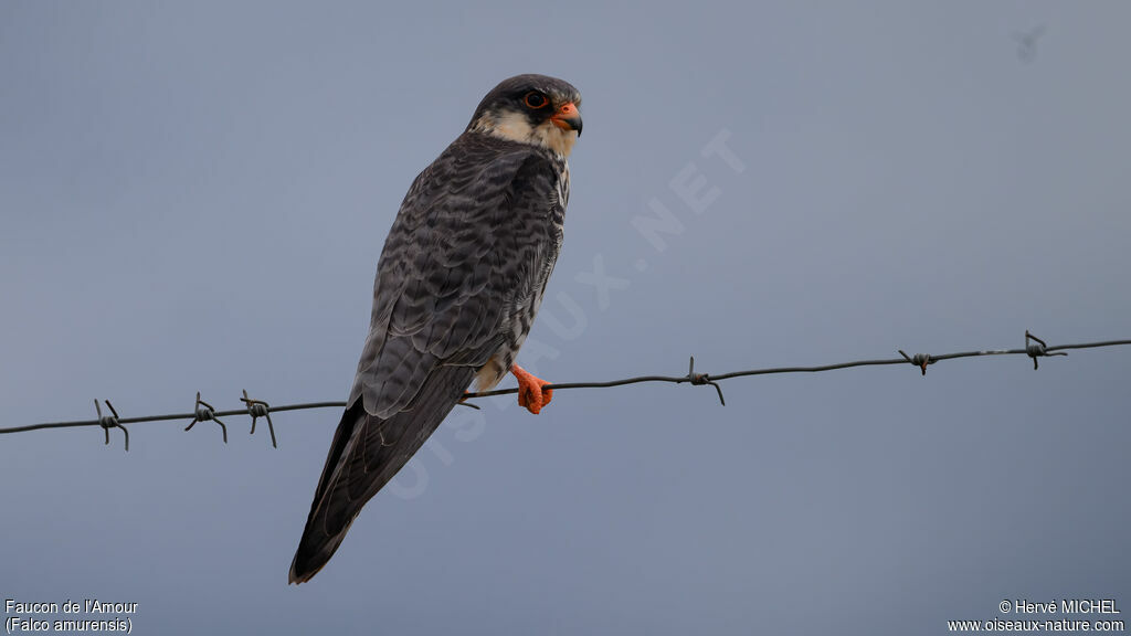 Faucon de l'Amour femelle adulte