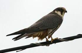 Eurasian Hobby