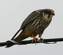 Eurasian Hobby