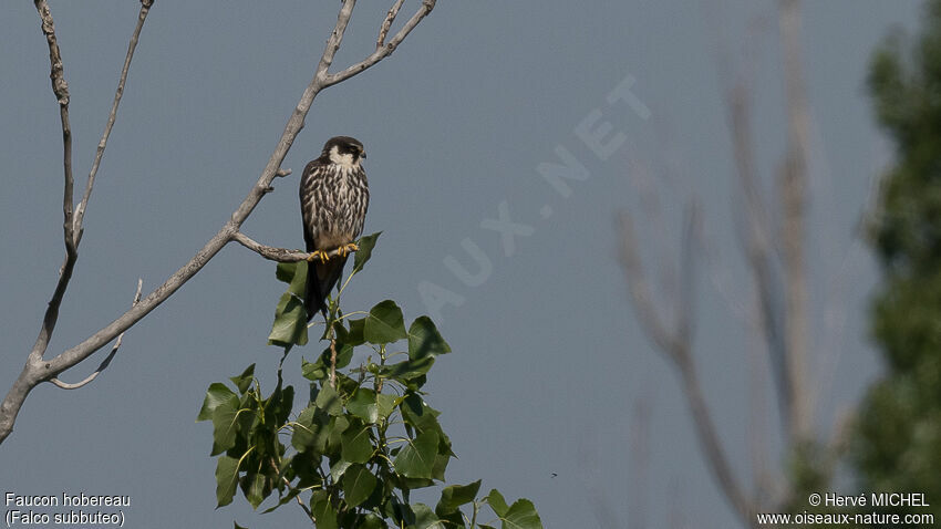 Eurasian Hobby