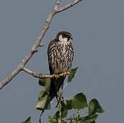 Eurasian Hobby