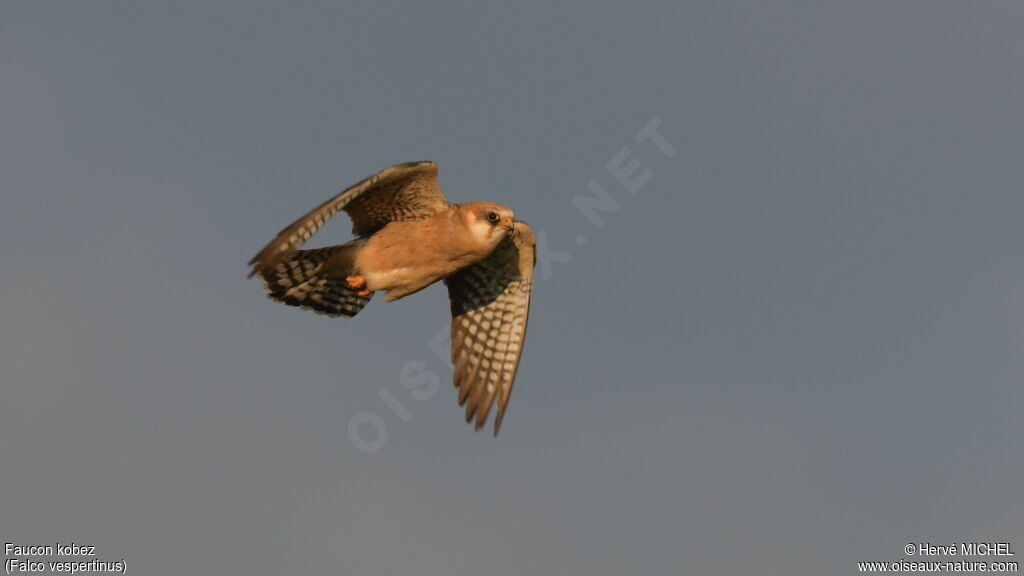 Red-footed Falcon female adult breeding