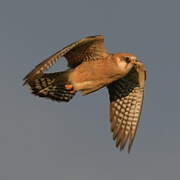 Red-footed Falcon