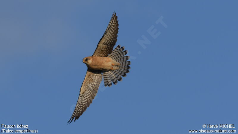 Red-footed Falcon female adult breeding