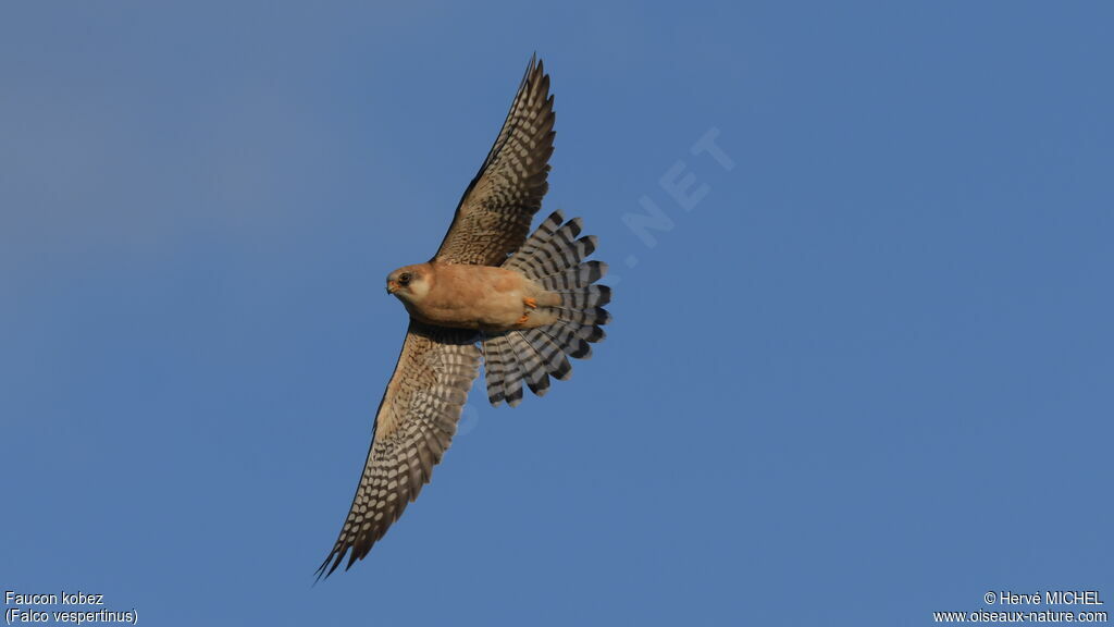 Red-footed Falcon female adult breeding