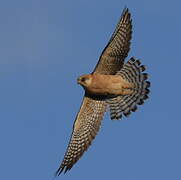 Red-footed Falcon