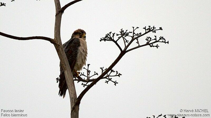 Lanner Falconadult