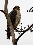 Lanner Falcon