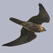 Lanner Falcon