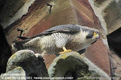 Peregrine Falcon